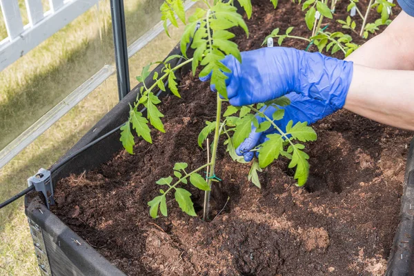 Mavi eldivenli kadın elleri seraya domates tohumu yerleştirirken yakından bakın..