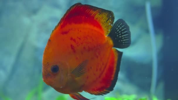 Vista Perto Peixes Disco Melão Vermelho Nadando Aquário Plantado Peixe — Vídeo de Stock