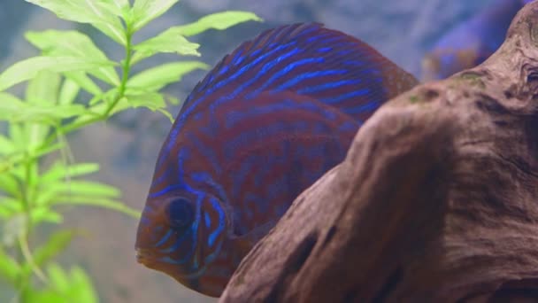 Close Zicht Prachtige Tijger Turken Discus Aquarium Vissen Zweden — Stockvideo