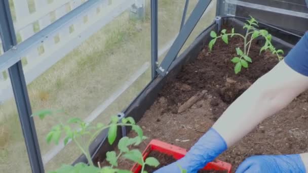 Detailní Pohled Ženské Ruce Modrých Rukavicích Jak Sázejí Rajčata Skleníku — Stock video