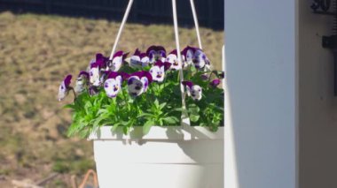 Beyaz mor hanım evlatlarıyla asılı sepetin güzel manzarası. İsveç.