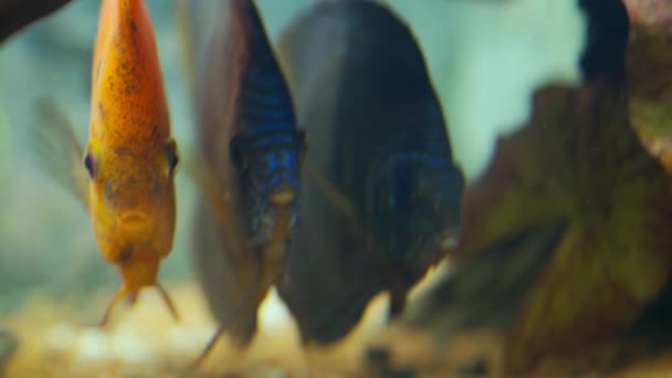 Άποψη Του Δίσκου Ψάρια Που Κολυμπούν Στο Ενυδρείο Τροπικά Ψάρια — Αρχείο Βίντεο