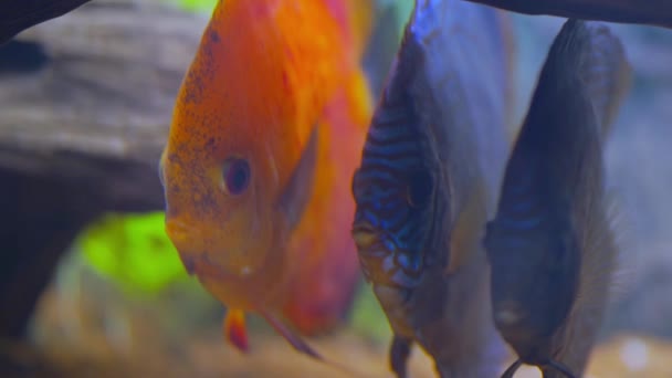 View Discus Fish Swimming Planted Aquarium Tropical Fishes Beautiful Nature — Stock Video