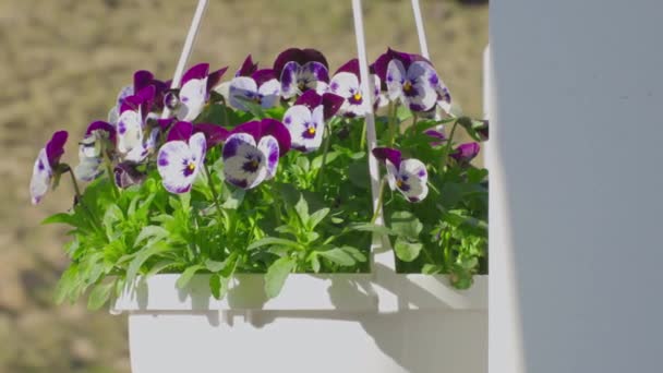 Вид Висячей Корзины Белыми Фиолетовыми Пансионами Швеция — стоковое видео