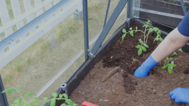 看到女手戴着蓝色手套 在温室里种植西红柿幼苗 — 图库视频影像