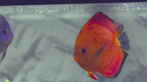 植栽された水族館で泳ぐ赤いメロンのディスク魚のビューを閉じます 熱帯魚 — ストック動画