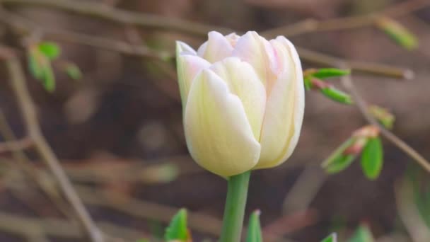 背景上孤立的花郁金香的近景 华丽的春天自然背景 — 图库视频影像