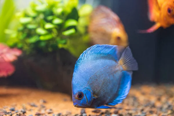 Muhteşem Mavi Elmas Disk Akvaryum Balığı Görüntüsü Izole Edilmiş Hobi — Stok fotoğraf