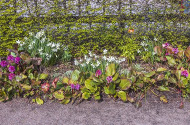 Yeşil çalıların önüne dikilmiş güzel çiçek manzarası. İsveç.