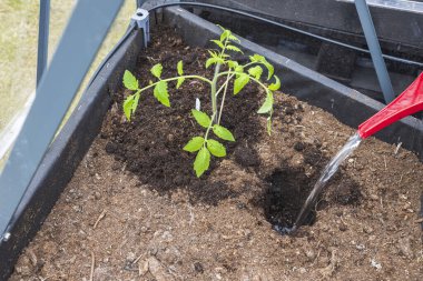 Domates tohumu ekmek için su birikintisi manzarasını kapatın. İsveç.