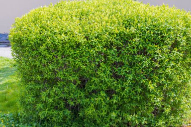 Yeşil çalıların güzel yakın görüntüsü. Doğal altyapı. İsveç.