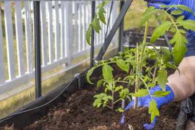 Seradaki bir bahçe yatağına domates tohumu eken bir kadın figürü. Bahçe işleri konsepti. İsveç.