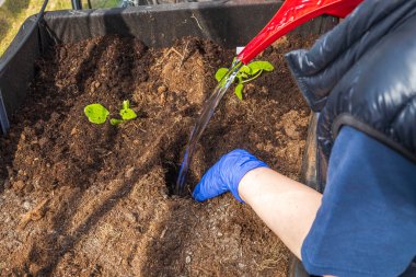 Salatalık tohumu ekmek için su birikintisini kapatın. İsveç.