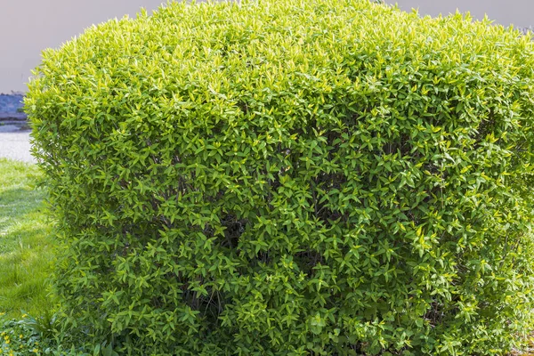 Bela Vista Perto Arbustos Verdes Fundos Naturais Suécia — Fotografia de Stock