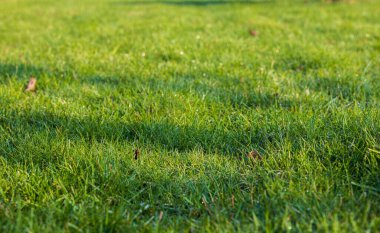 Özel bahçenin güzel manzarası. Yeşil çimenler. Güzel arka planlar.