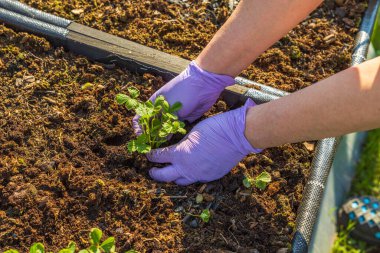 Eldivenli kadın elleri palet yakalı çilek bitkileriyle çalışıyor. Bahçe işleri konsepti. İsveç.