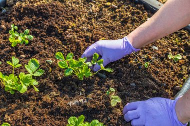 Eldivenli kadın elleri palet yakalı çilek bitkileriyle çalışıyor. Bahçe işleri konsepti. İsveç.