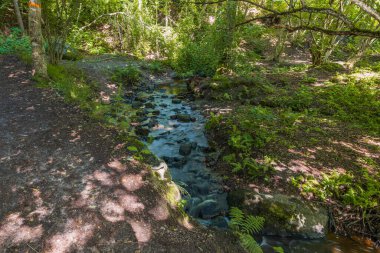 Güzel bir yaz manzarası. Yeşil ormanda küçük bir dere. İsveç.
