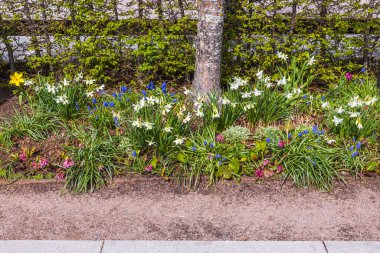 Yeşil çalıların önüne dikilmiş güzel çiçek manzarası. İsveç.