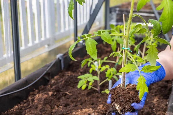 一个在温室花园床上种植番茄幼苗的女性形象近景 园艺概念 — 图库照片