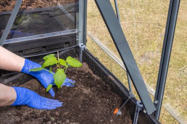 Elinde paprika tohumu tutan mavi eldivenli kadın elleri seraya ekilmeye hazır. İsveç.
