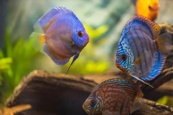 Dikilmiş Akvaryumda Yüzen Disk Balığı Manzarası Tropik Balıklar Güzel Doğa — Stok fotoğraf