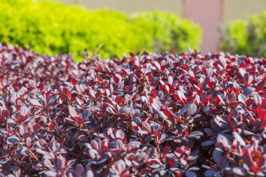 Renkli kırmızı ve yeşil çalıların güzel manzarası. Doğal doku geçmişleri. İsveç.
