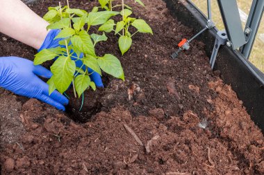 Elinde paprika tohumu tutan mavi eldivenli kadın elleri seraya dikilmeye hazır. İsveç.