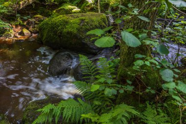 Güzel bir yaz manzarası. Yeşil bitkiler arasında kayaların üzerinde küçük bir dere. İsveç.