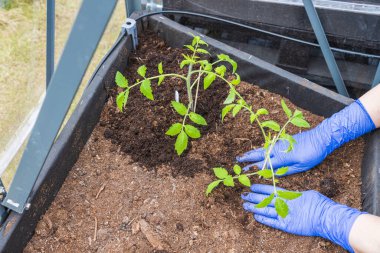 Seradaki bir bahçe yatağına domates tohumu eken bir adam figürü. Bahçe işleri konsepti. İsveç.