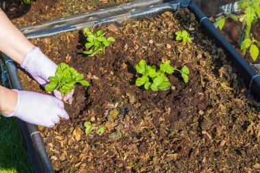 Eldivenli kadın elleri palet yakalı çilek bitkileriyle çalışıyor. Bahçe işleri konsepti. İsveç.
