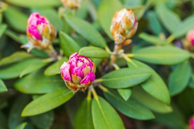 İlkbaharda çiçek açan rhododendron manzarasını kaybederiz. Güzel doğa geçmişi. 