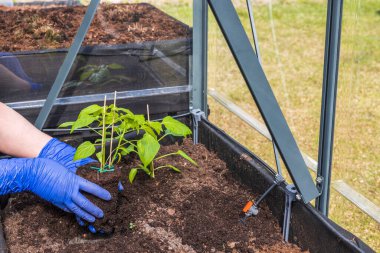 Elinde paprika tohumu tutan mavi eldivenli kadın elleri seraya dikilmeye hazır. İsveç