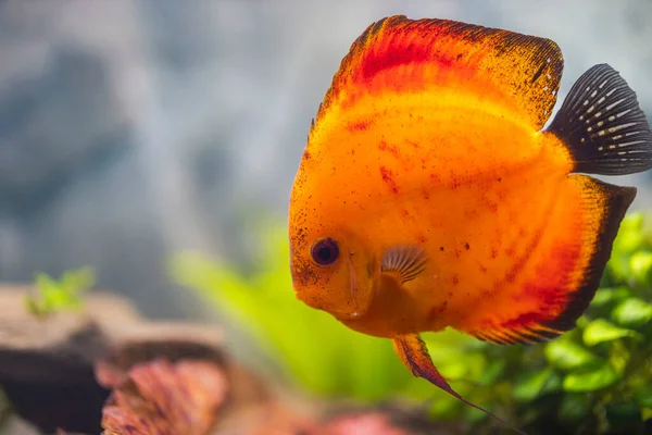 Vista Peixes Disco Melão Vermelho Nadando Aquário Plantado Peixes Tropicais — Fotografia de Stock