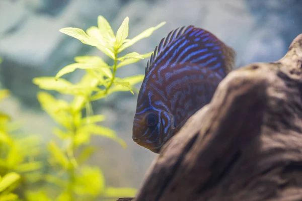 Close up view of gorgeous tiger Turks discus aquarium fish. Sweden
