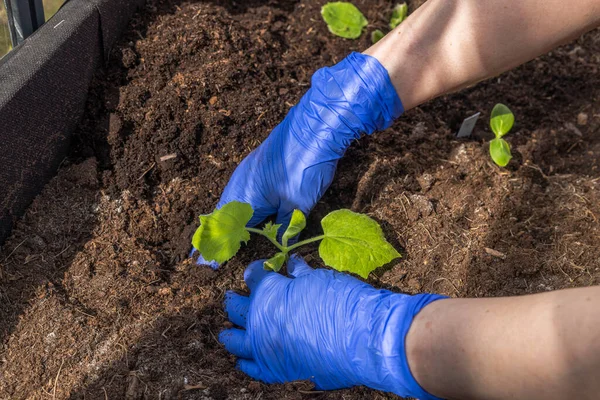 女性手戴蓝色手套在温室种植黄瓜幼苗的近景 — 图库照片