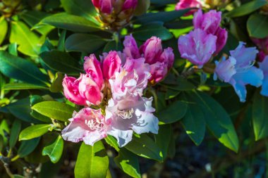 İlkbaharda çiçek açan rhododendron manzarasını kaybederiz. Güzel doğa geçmişi. 