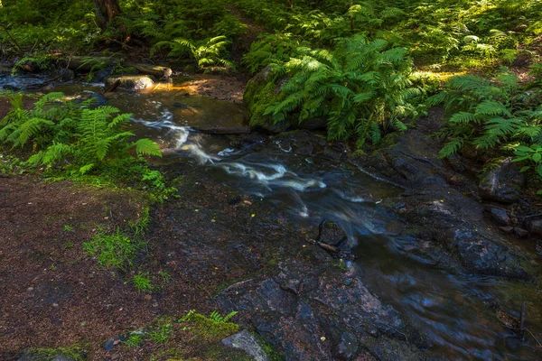 Bella Estate Vista Natura Paesaggio Piccolo Ruscello Nella Foresta Verde — Foto Stock