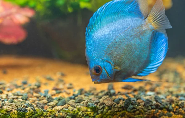 Zole Edilmiş Muhteşem Mavi Elmas Disk Akvaryum Balığının Yakın Görüntüsü — Stok fotoğraf