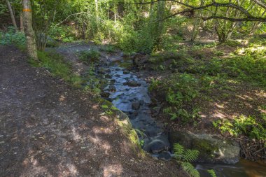 Güzel bir yaz manzarası. Yeşil ormanda küçük bir dere. İsveç.