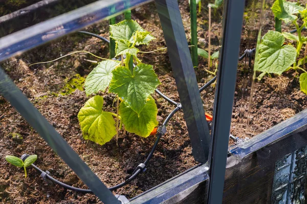 Närbild Gurka Plantor Växthus Med Automatisk Vattning Sverige — Stockfoto