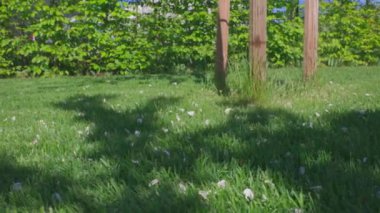 Beyaz elma yapraklarıyla çimenlerin güzel manzarası.