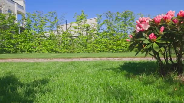Prachtig Uitzicht Het Landschap Van Roze Rododendron Bloem Townhouse Voortuin — Stockvideo