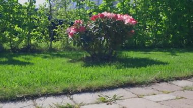 Kasaba ön bahçesindeki pembe rhododendron çiçeğinin güzel manzarası. İsveç.