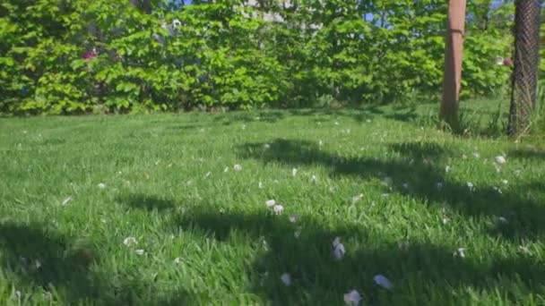Prachtig Uitzicht Gras Gazon Met Witte Gevallen Appelbloesem Bloemblaadjes — Stockvideo