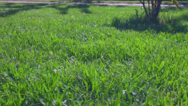 Hermosa Vista Del Patio Delantero Del Jardín Privado Césped Verde — Vídeo de stock