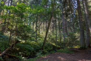 Ormandaki dağ manzarasının güzel yaz manzarası. Mavi arka planda yüksek yeşil çam ağaçları. İsveç.