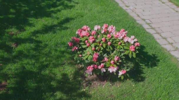 Piękny Widok Krajobraz Różowy Kwiat Rododendronu Dziedzińcu Kamienicy Szwecja — Wideo stockowe