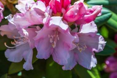 İlkbaharda çiçek açan rhododendron manzarasını kaybederiz. Güzel doğa geçmişi. 