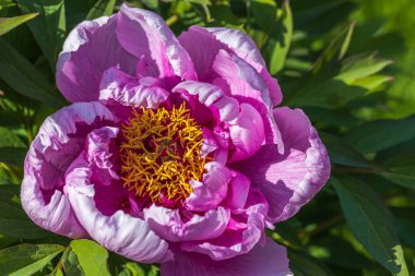 Pembe şakayık tomurcuğunun makro görüntüsünü kapat. Bahçe konsepti.